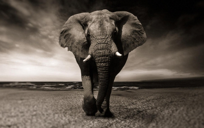 The Elephants in the Room
