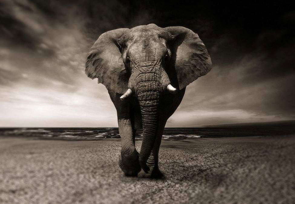 The Elephants in the Room